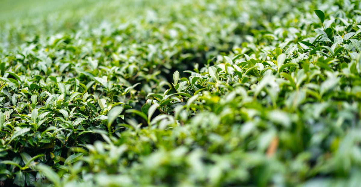 Rows of green tea bushes on a hillside tea plantation in Taiwan